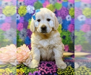 English Cream Golden Retriever Puppy for sale in ELKTON, MD, USA