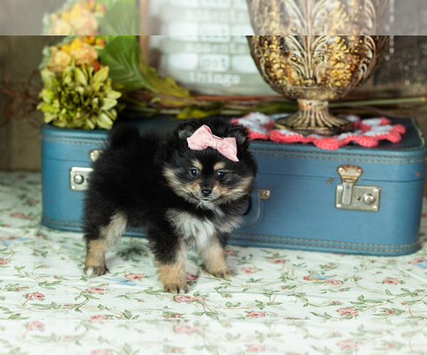 Medium Photo #4 Pomeranian Puppy For Sale in NAPPANEE, IN, USA