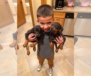 Doberman Pinscher Puppy for sale in BROCKTON, MA, USA