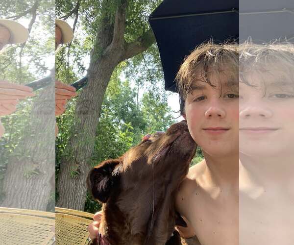 Medium Photo #11 Labrador Retriever Puppy For Sale in Arlington, VA, USA