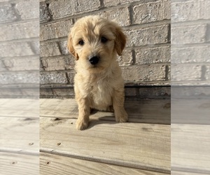 Goldendoodle Puppy for sale in WILLIAMSTOWN, KY, USA