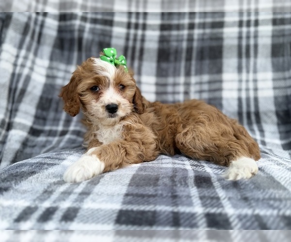 Medium Photo #8 Cavapoo (Miniature) Puppy For Sale in LAKELAND, FL, USA