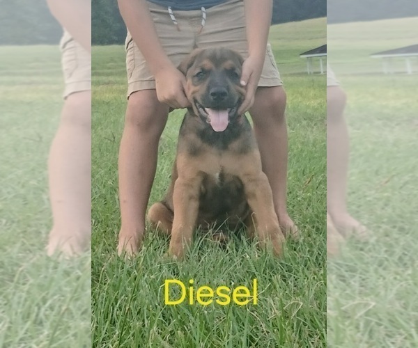 Medium Photo #31 Doberman Pinscher Puppy For Sale in BRANTLEY, AL, USA