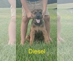 Small #2 Doberman Pinscher