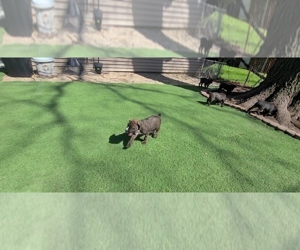Medium Photo #3 America Bandogge Mastiff Puppy For Sale in JOLIET, IL, USA