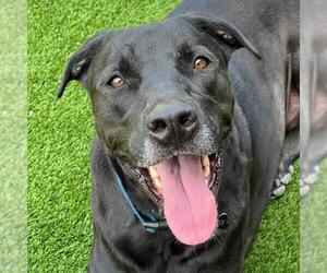 Labrador Retriever-Unknown Mix Dogs for adoption in San Diego, CA, USA