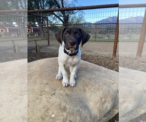 German Shorthaired Pointer Puppy for sale in OJAI, CA, USA