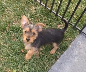 Yorkshire Terrier Puppy for sale in HICKORY, NC, USA