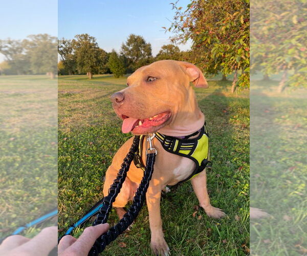Medium Photo #4 American Pit Bull Terrier Puppy For Sale in Minneapolis, MN, USA