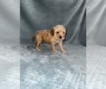 Small Photo #22 Cavapoo mix (+ Poodle Miniature) Puppy For Sale in MUNFORDVILLE, KY, USA