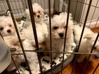 Small Photo #1 Maltese Puppy For Sale in LORTON, VA, USA