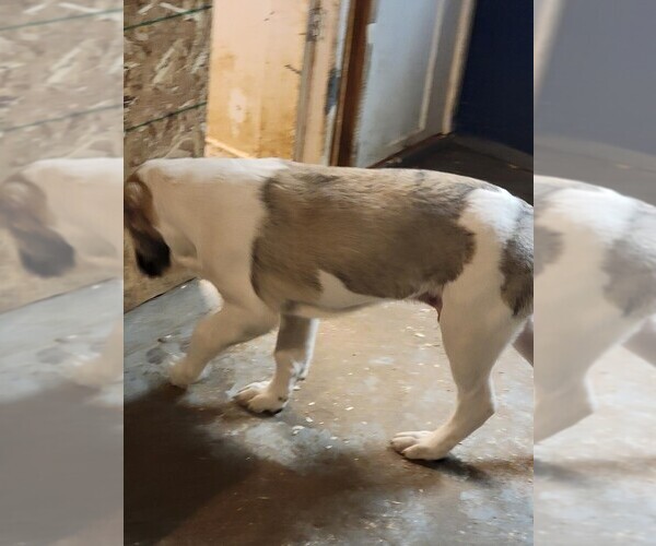 Medium Photo #5 Central Asian Shepherd Dog Puppy For Sale in CINCINNATI, OH, USA