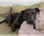Small Catahoula Leopard Dog-Labrador Retriever Mix