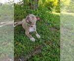 Small Photo #4 American Bully Puppy For Sale in FREDERICKSBURG, VA, USA