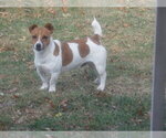 Small Photo #1 Jack Russell Terrier Puppy For Sale in CINCINNATI, OH, USA