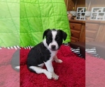 Small Photo #1 French Bulldog-Maltipoo Mix Puppy For Sale in VALLEJO, CA, USA