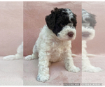 Small #12 Lagotto Romagnolo