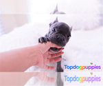 Small Photo #5 French Bulldog Puppy For Sale in FULLERTON, CA, USA