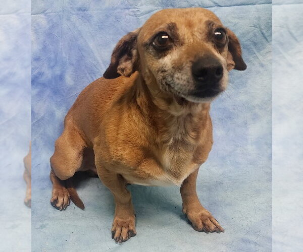 Medium Photo #2 Dachshund Puppy For Sale in Wetumpka, AL, USA