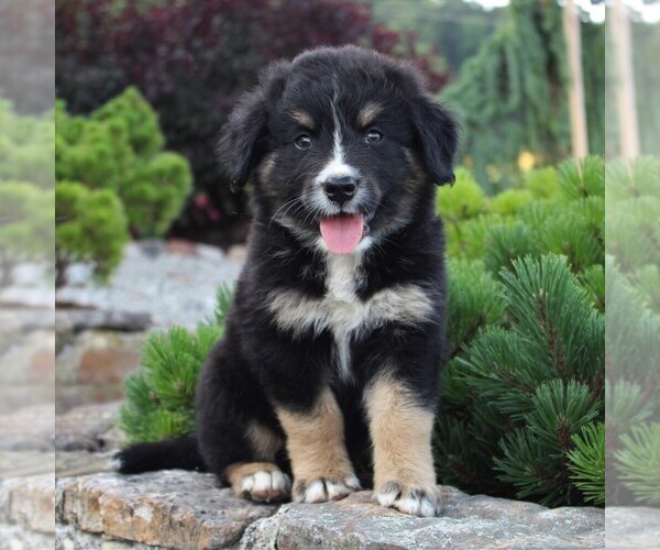 Medium Photo #1 Australian Mountain Dog Puppy For Sale in BLAIN, PA, USA