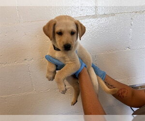German Shepherd Dog-Unknown Mix Dogs for adoption in Corona, CA, USA