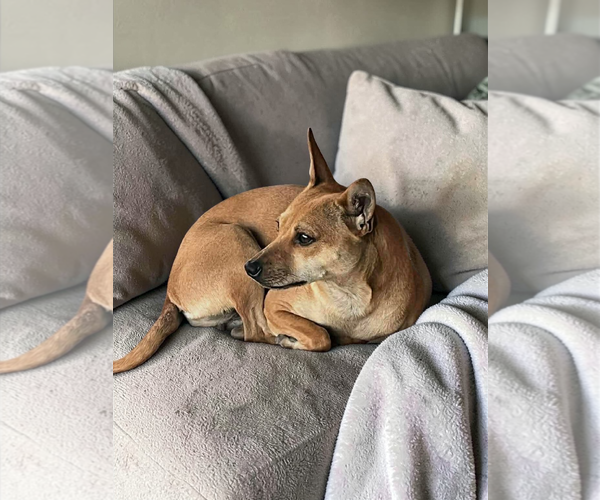 Medium Photo #16 Chihuahua-Unknown Mix Puppy For Sale in McKinney, TX, USA