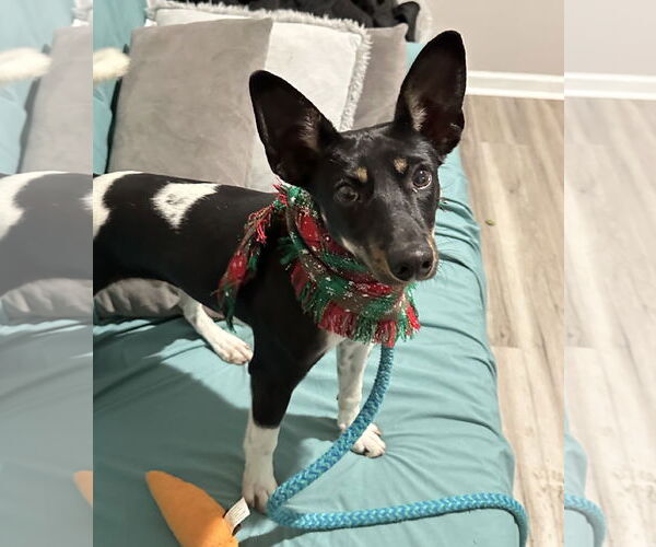 Medium Photo #4 Rat Terrier-Unknown Mix Puppy For Sale in Rockaway, NJ, USA