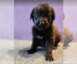 German Shepherd Dog-Golden Retriever Mix Puppy for sale in MODESTO, CA, USA