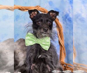 Affenpinscher Dogs for adoption in Staley, NC, USA