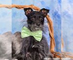 Small Affenpinscher