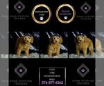 Small Photo #53 Goldendoodle (Miniature) Puppy For Sale in WARSAW, IN, USA
