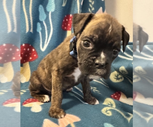 Medium Photo #13 Boxer Puppy For Sale in LANSING, MI, USA