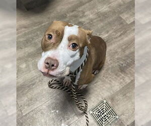 American Pit Bull Terrier Dogs for adoption in Aurora, IL, USA