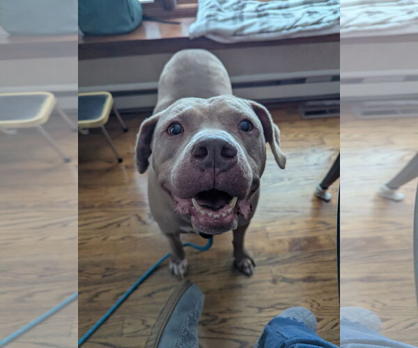 Medium Photo #6 American Pit Bull Terrier Puppy For Sale in Rockaway, NJ, USA