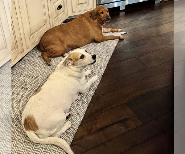 Medium Photo #8 Beagle-Unknown Mix Puppy For Sale in Houston, TX, USA