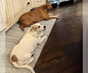 Quinn - Female Beagle-Unknown Mix Dog for Adoption - Photo #8