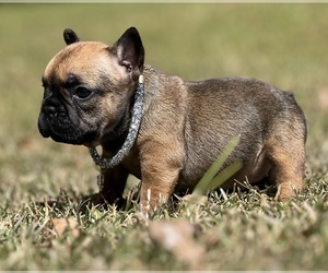 French Bulldog Puppy for sale in LOCUST GROVE, GA, USA