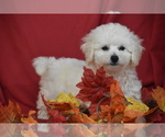 Small #3 Bichpoo