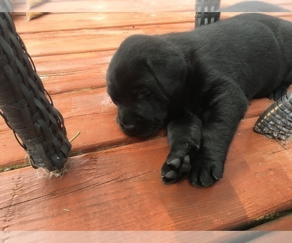 Medium Photo #12 Labrador Retriever Puppy For Sale in LA CRESCENT, MN, USA