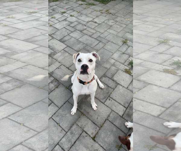 Medium Photo #7 Mutt Puppy For Sale in Woodbury, NY, USA