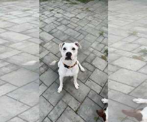 RAZOR - Male Mutt Dog for Adoption - Photo #7