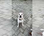 Small Photo #7 Mutt Puppy For Sale in Woodbury, NY, USA