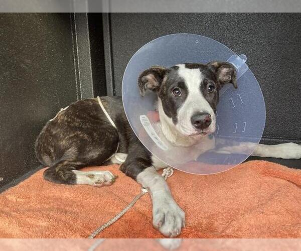 Medium Photo #1 Mutt Puppy For Sale in Long Beach, CA, USA