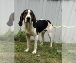 Small Treeing Walker Coonhound Mix
