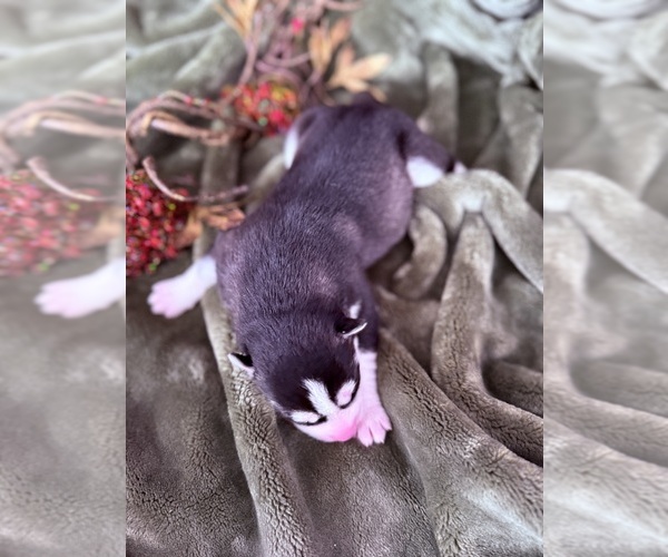 Medium Photo #1 Siberian Husky Puppy For Sale in STAPLES, MN, USA
