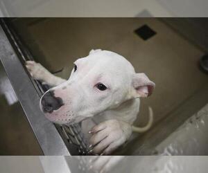 American Pit Bull Terrier Dogs for adoption in Decatur, IL, USA