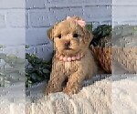 Small #15 Maltipoo