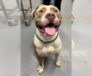 American Pit Bull Terrier Dogs for adoption in Peoria, IL, USA