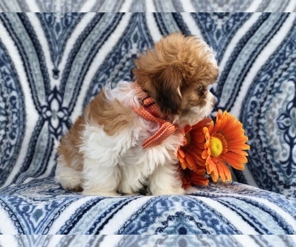 Medium Photo #5 Zuchon Puppy For Sale in LAKELAND, FL, USA