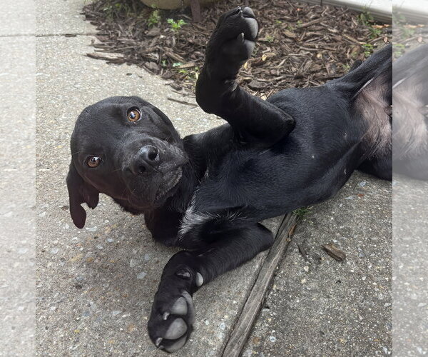 Medium Photo #7 Pointer-Rottweiler Mix Puppy For Sale in McKinney, TX, USA
